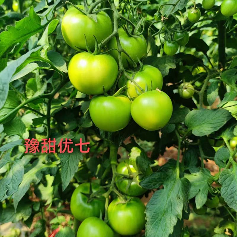 Ӯ76net·